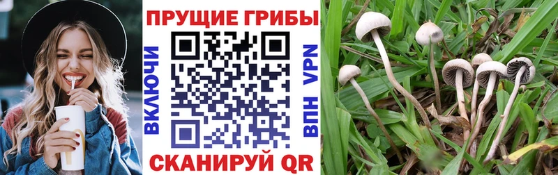 площадка как зайти  Находка  Псилоцибиновые грибы мицелий  как найти закладки 